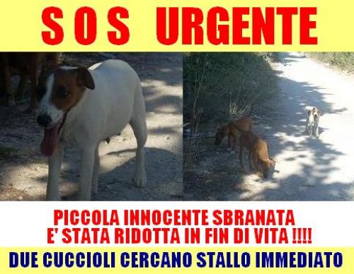 canetta_sbranata_e_cuccioli