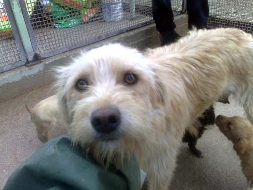 chicca-canile-di-rieti