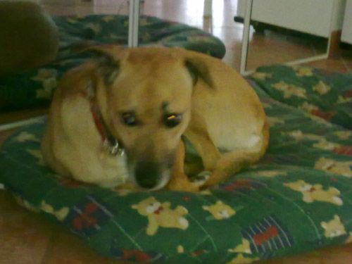 chicca4
