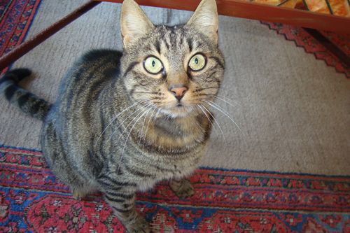 chicco
