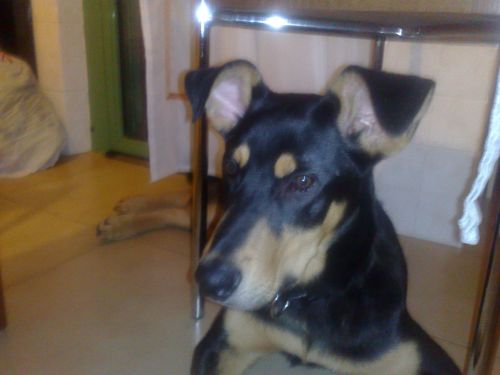 chicco3