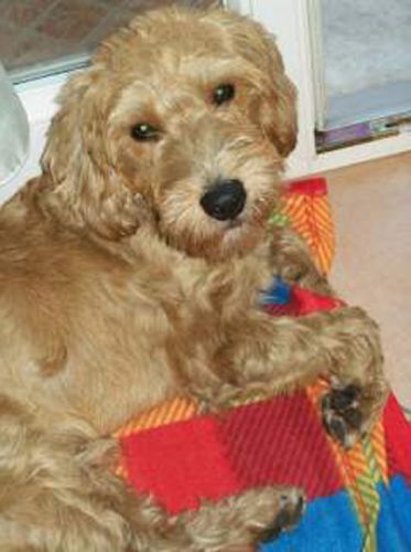 ciccio