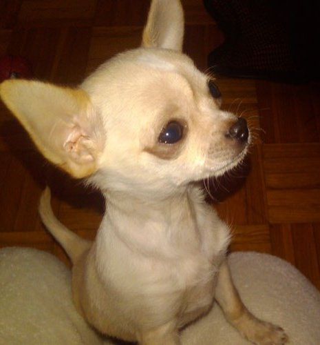 coco_smarrito