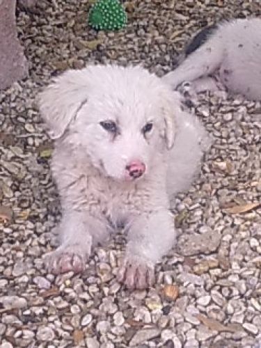 cucciola