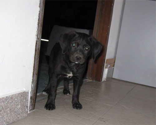 cucciola2
