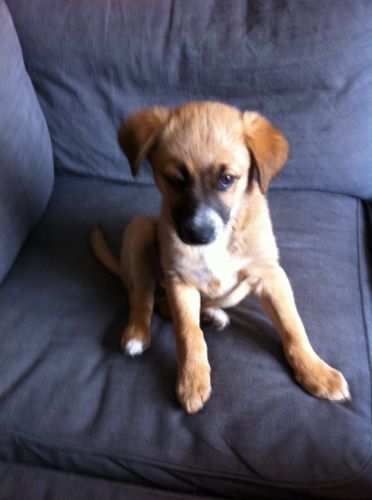 cucciolaRosa