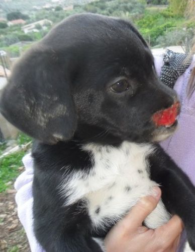 cucciola_ferita