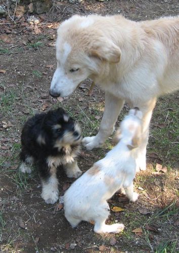 cucciola_ladispoli3