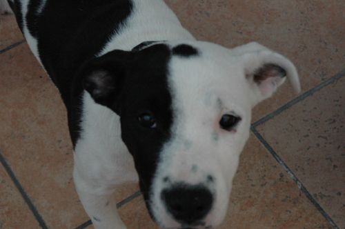 cucciola_pit