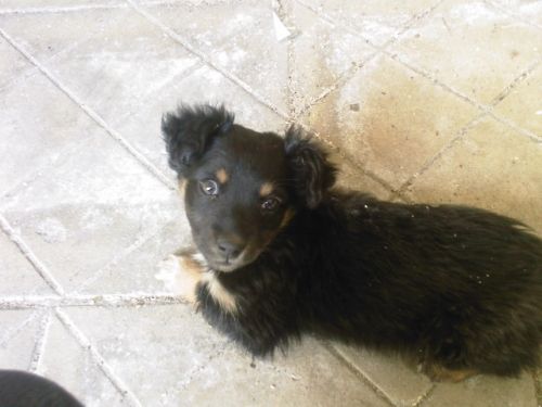 cucciola_salerno
