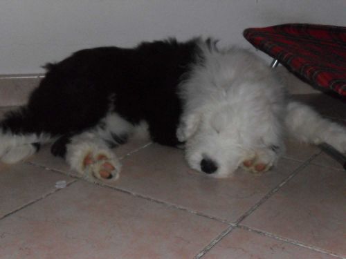 cucciola_sorda