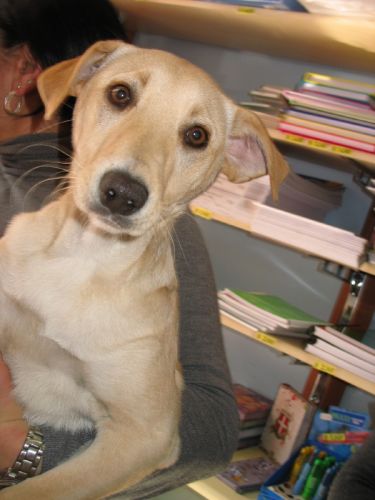 cucciola_urgente