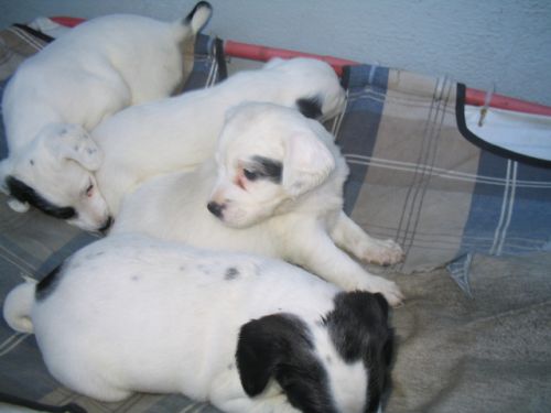 cucciole_setter_copy