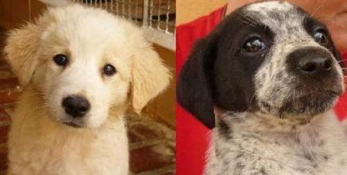 cuccioli_9_giugno