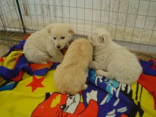 cuccioli_bari_volpino