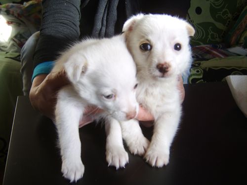 cuccioli_bosco