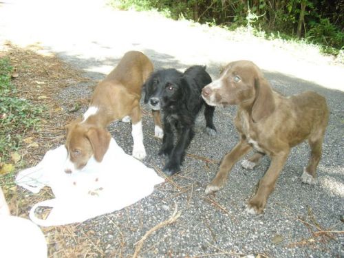 cuccioli_campania