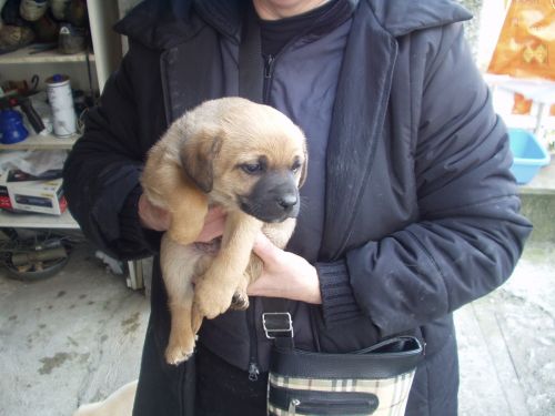 cuccioli_ceccano