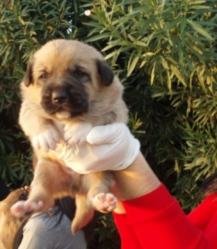 cuccioli_crispano2