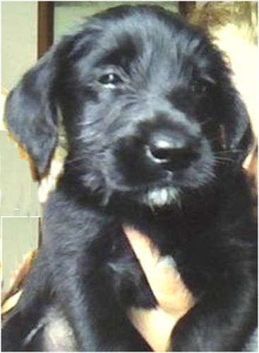 cuccioli_enpa_copy