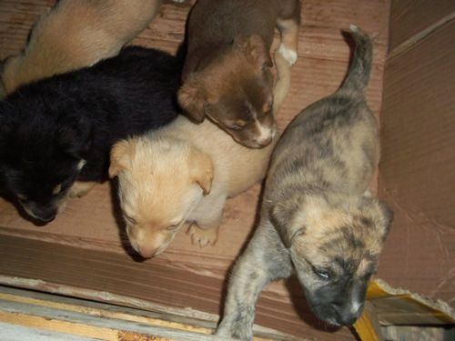 cuccioli_fosso4