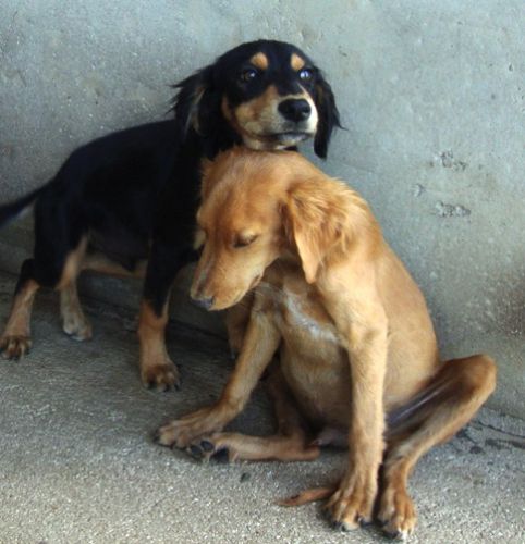 cuccioli_fulvi