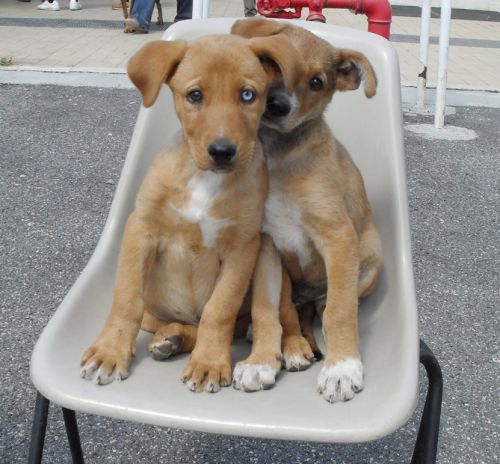 cuccioli_madmario