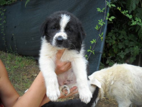 cuccioli_maremmani4