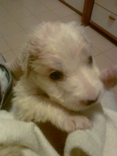 cuccioli_marrem_setter