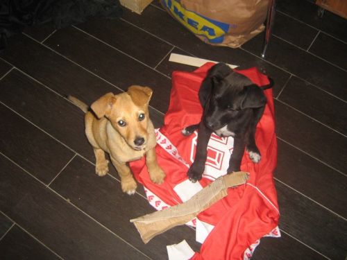 cuccioli_mixlabrador