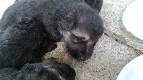 cuccioli_montecompatri
