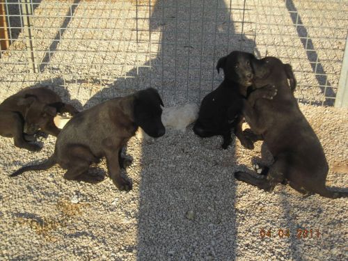 cuccioli_otranto