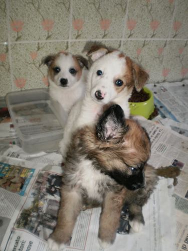 cuccioli_pa