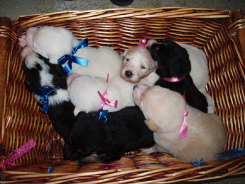cuccioli_palermo2