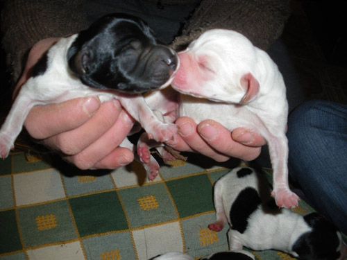 cuccioli_palermo3