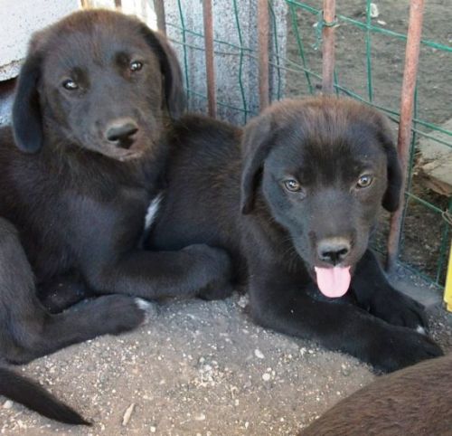 cuccioli_pastore