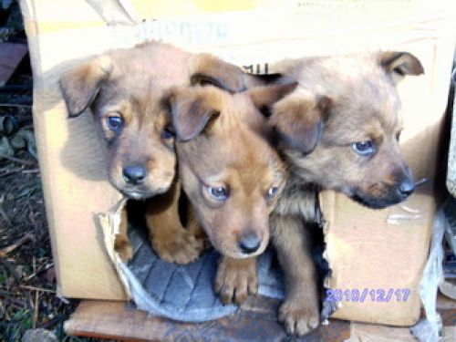 cuccioli_polizia1