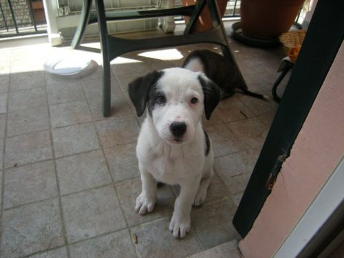 cuccioli_roma5