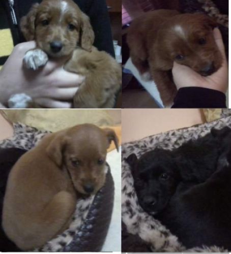 cuccioli_rotaie