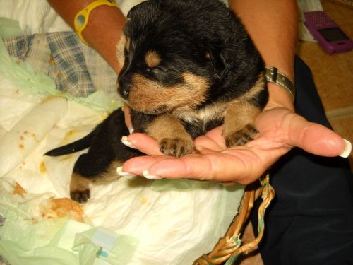 cuccioli_rott