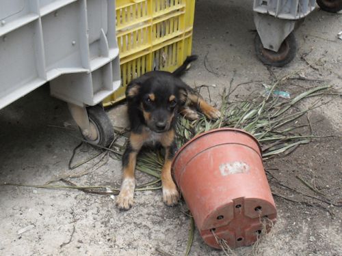 cuccioli_salerno2
