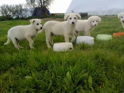 cuccioli_sardegna