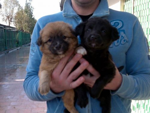 cuccioli_simil_barboncino