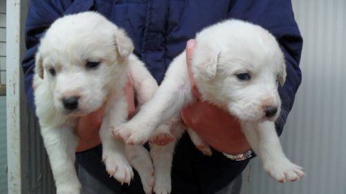 cuccioli_tgGrande1