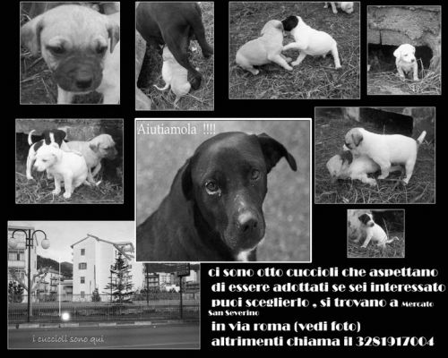 cuccioli_via_roma