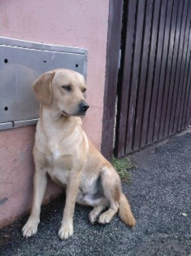 cucciolo_labrador