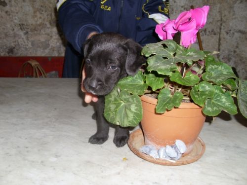 Cucciolissimi Org Cucciolissimi Campania Cucciolino 2 Mesi lia Piccola Nero Pelo Corto Adozioni Canili Roma