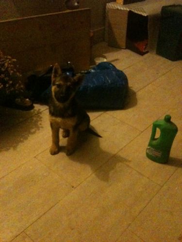cucciolo_pt