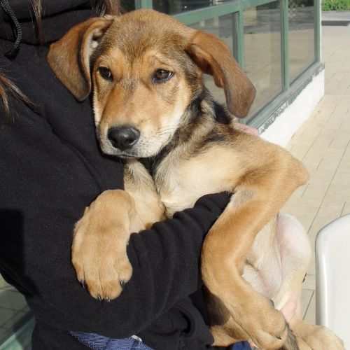 cucciolone-pet-village_1