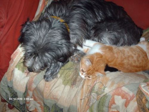 daisy_e_gattina